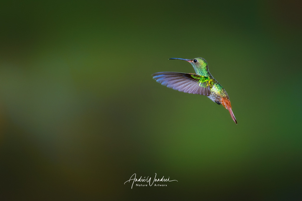 Der kleine Dirigent | Andre Wandrei - Nature Artworx - Realisiert mit Pictrs.com