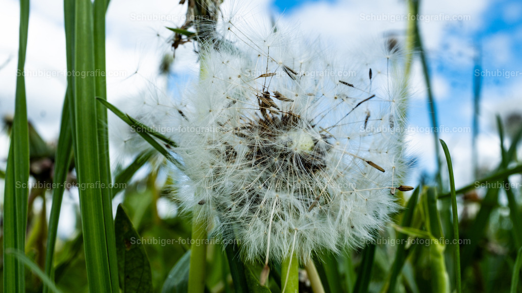 Löwenzahn | Löwenzahn (Taraxacum) ist eine Pflanzengattung innerhalb der Familie der Korbblütler. Ihre bekannteste Art ist der auch in Mitteleuropa sehr häufig vorkommende Gewöhnliche Löwenzahn, die „Pusteblume“, „Butter-“ oder „Kuhblume“. Wikipedia - Realisiert mit Pictrs.com