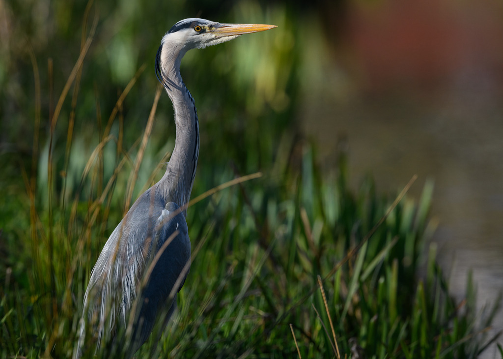 graureiher-2020-062 | Ein Graureiher (Ardea cinerea) hält im morgendlichen Licht an einem Wasserlauf Ausschau nach Beute. - Realisiert mit Pictrs.com