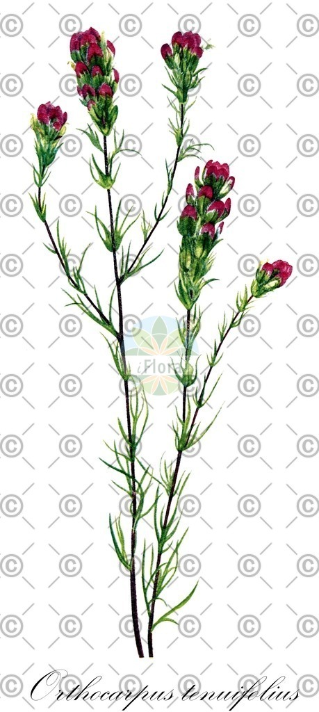 HistAbb_wfo-0000882274_1_ENZY_Simple | Historische Abbildung von Orthocarpus tenuifolius - Orobanchaceae | Historical Illustration of Orthocarpus tenuifolius - Orobanchaceae