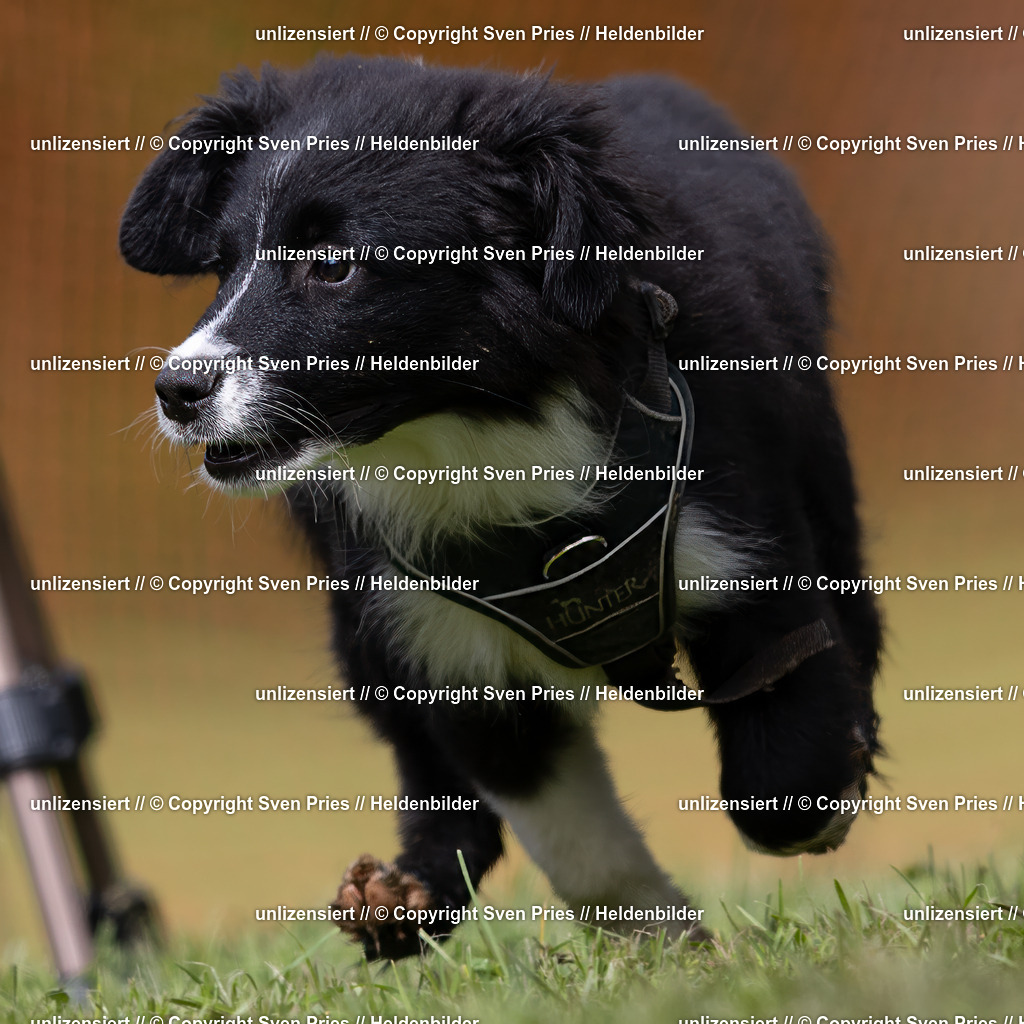 Sven Pries | 2024-04-21 - Hunderennen Baden-Oos
Foto: Sven Pries - Realisiert mit Pictrs.com