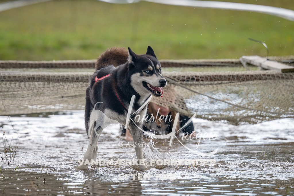 1401_ZZ90821 | kk-dogfotos