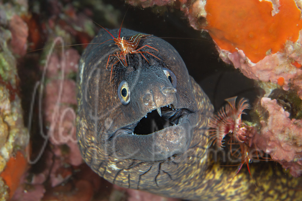 Muraena helena | Muräne / Cast: Morena, Ang: Moray eel - Realisiert mit Pictrs.com