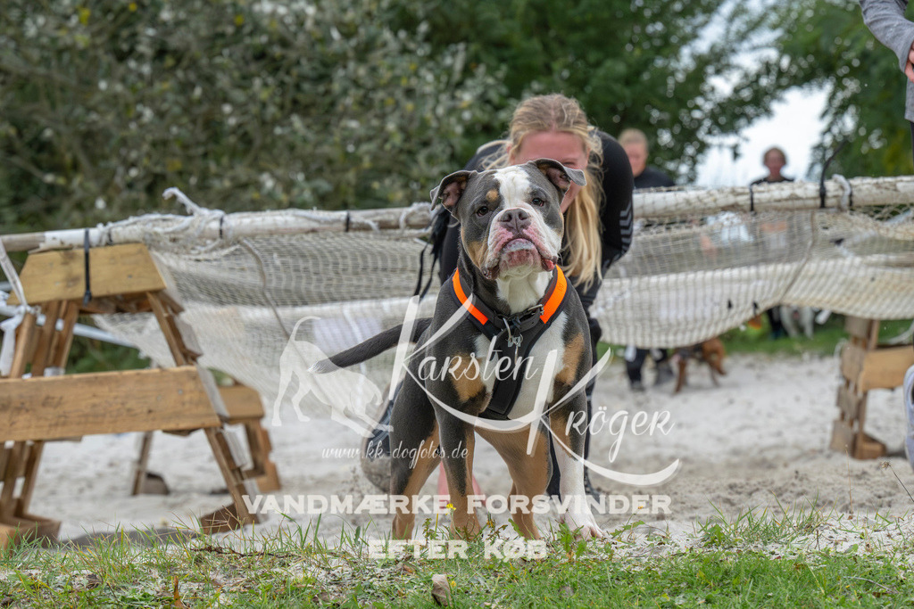 1036_ZZ94494 | kk-dogfotos