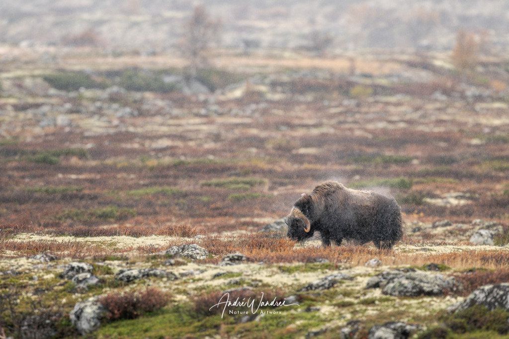 Zwischen Moos und Eis | Andre Wandrei - Nature Artworx - Realisiert mit Pictrs.com
