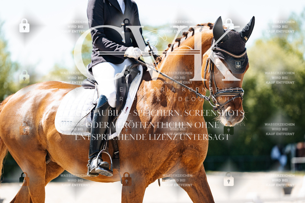 CK905982 | Turnierfotografie Pferdefotografie Trier Rheinland-Pfalz Pferdesport Reitsport Tierfotografie Sportfotografie Pferdevideo Pferdevideografie Equestrianvideography equestrianphotography  - Realisiert mit Pictrs.com