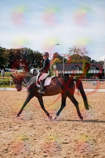 2026_10_03_Siefer-Hof_133503_Z63_94113635 | Professionelle Reitsport-, Turnier- und Eventfotografie von Robert Broda. Galerien mit ausgewählten und bearbeiteten Bildern direkt online ansehen und bestellen.