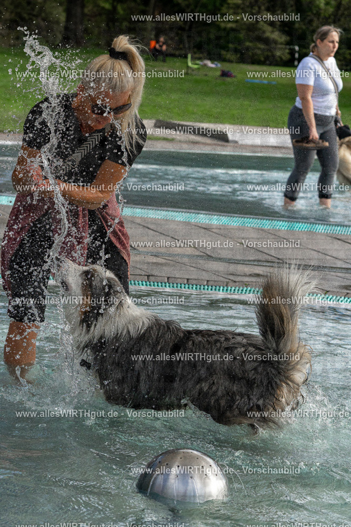 Hundeschwimmen_Volksbad_2026-allesWIRTHgut_Tierfotografie-2609061512-FAY07159 | Professionelle Tierfotografie in Mönchengladbach von Daniel Wirth (allesWIRTHgut). Liebevolle & natürliche Bilder von Hunden & Katzen für unvergessliche Erinnerungen.