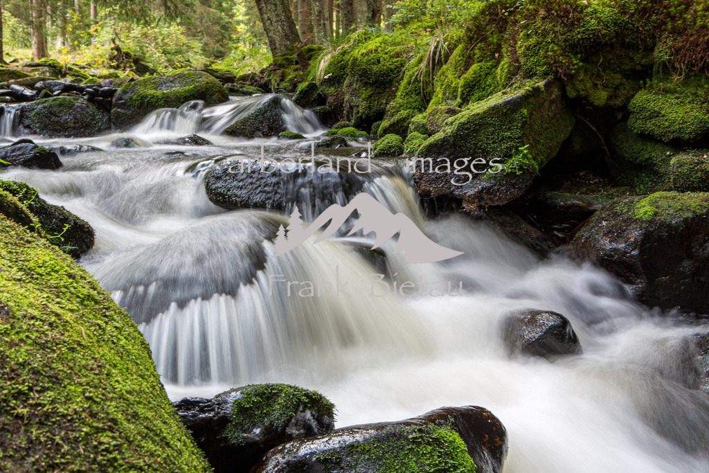 _Z5A1487 | naturbelassener Wasserlauf im Nationalpark