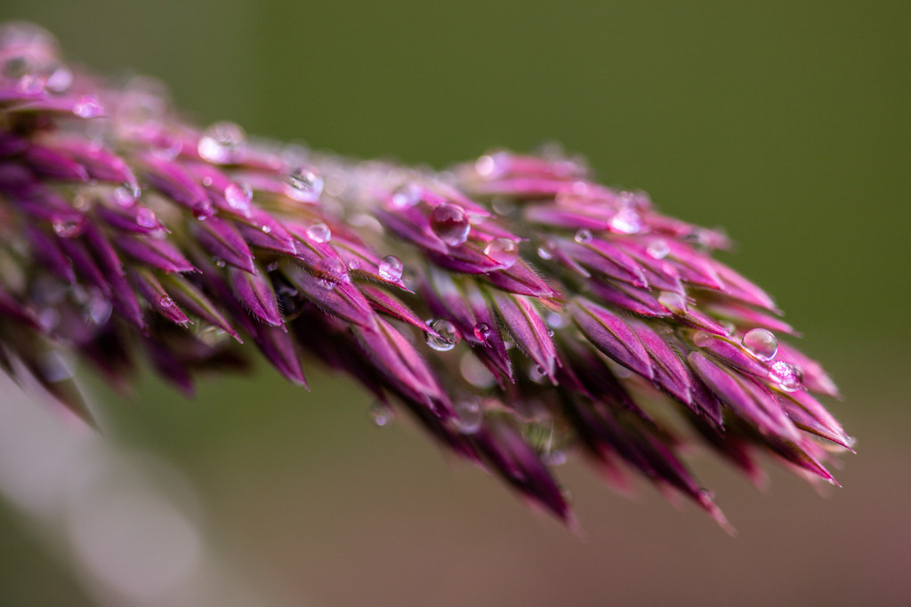 IMG_2389 | ehrlichefotos - Realisiert mit Pictrs.com