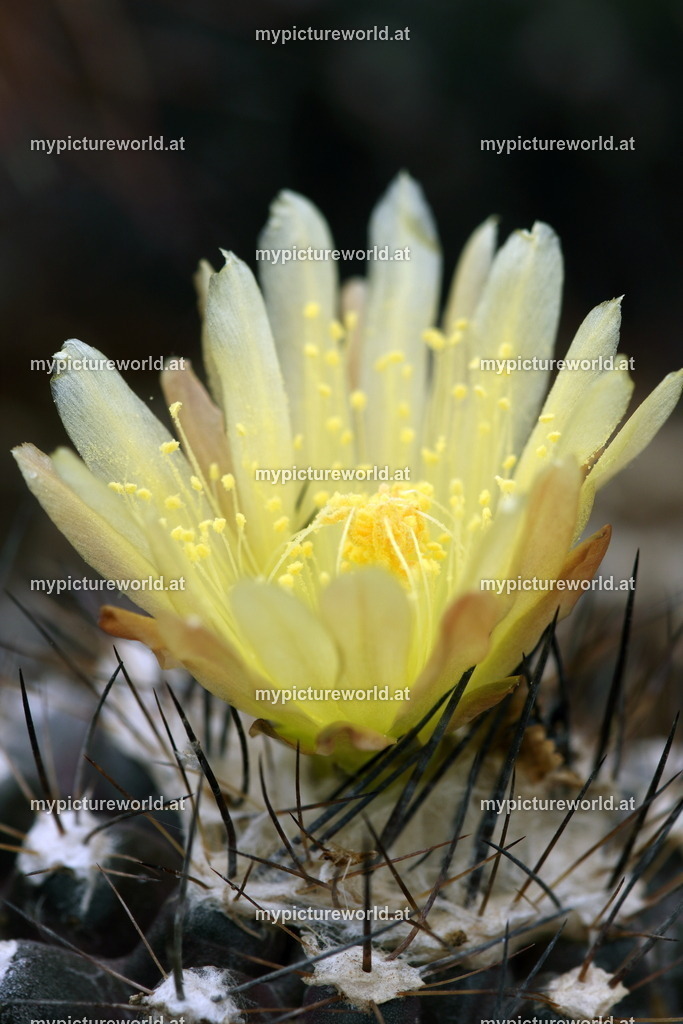 Copiapoa cupreata-002 | Das Bilderarchiv über Tiere, Planzen und Landschaften. In der Bilddatenbank finden Sie ein große Auswahl an hochwertigen Bilder für Ihre Werbung - Realized with Pictrs.com