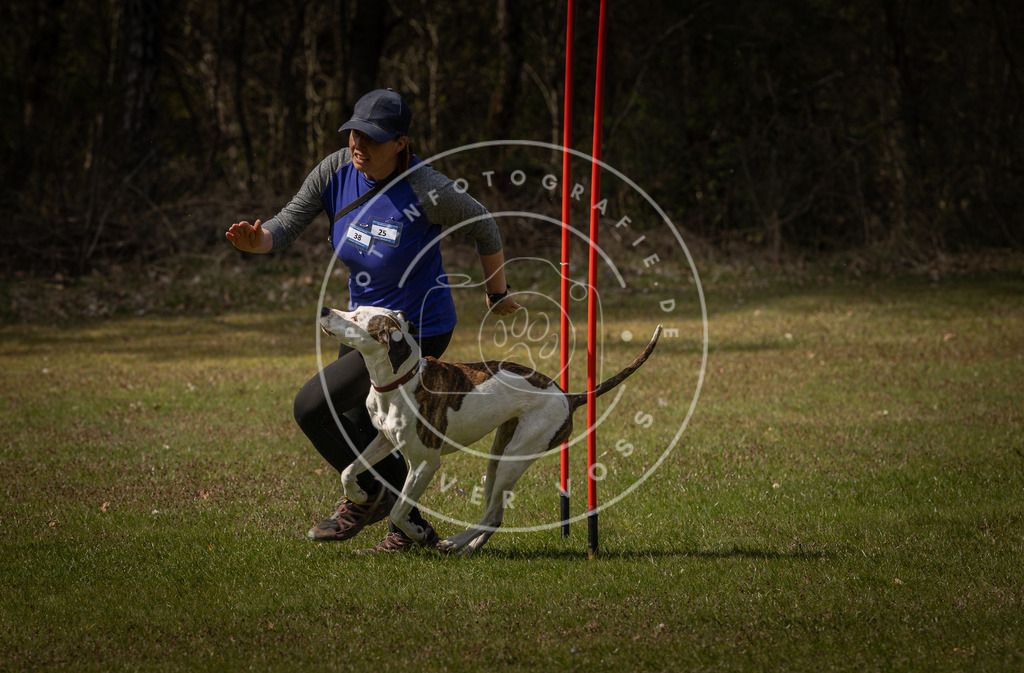 Pfotenfotografie_DV3A4637 | Hundefotografie, Tierfotograf, Pfotenfotografie, Fotoshooting Hund, Hunde Portrait, Hundesport, Hundeportraits, Heideshooting, Hunde, Sportfotograf, Hundefotograf, Turnierhundsport, THS,  - Realisiert mit Pictrs.com
