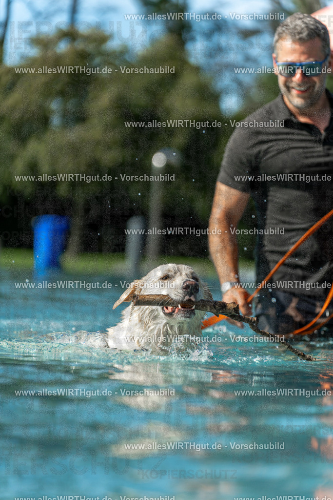 Hundeschwimmen_Volksbad_2026-allesWIRTHgut_Tierfotografie-2609061544-7R501745 | Professionelle Tierfotografie in Mönchengladbach von Daniel Wirth (allesWIRTHgut). Liebevolle & natürliche Bilder von Hunden & Katzen für unvergessliche Erinnerungen.
