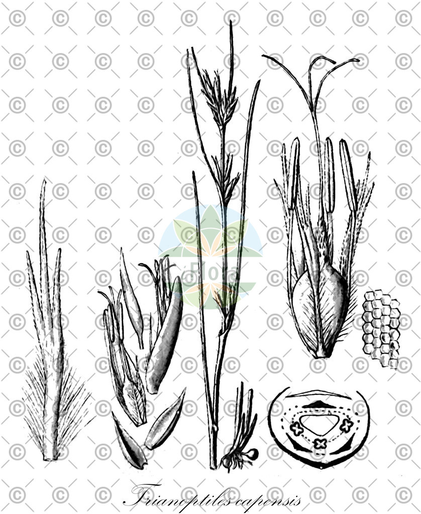 HistAbb_EMP_60768_1_SIMPLE | Historische Abbildung von Trianoptiles capensis - Cyperaceae | Historical Illustration of Trianoptiles capensis - Cyperaceae