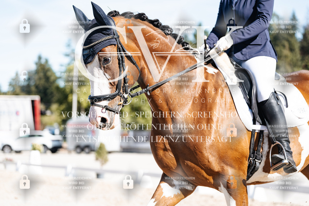 CK908166 | Turnierfotografie Pferdefotografie Trier Rheinland-Pfalz Pferdesport Reitsport Tierfotografie Sportfotografie Pferdevideo Pferdevideografie Equestrianvideography equestrianphotography  - Realisiert mit Pictrs.com