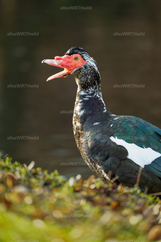 Daniel Wirth - www.allesWIRTHwild.de -7IV01437-ARW_DxO | Entdecke die faszinierende Welt der Natur- und Wildlife-Fotografie von Daniel und Bärbel. Inspirierende Bilder von wilden Tieren und kleinen Naturwundern.