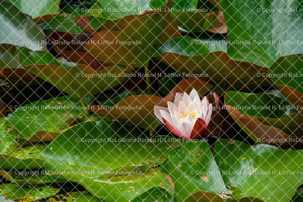 Weiße Seerose_Nymphaea alba L._Familie-Nymphaeaceae | Weiße Seerose ,Nymphaea alba L., aus der Familie der Nymphaeaceae - Realisiert mit Pictrs.com