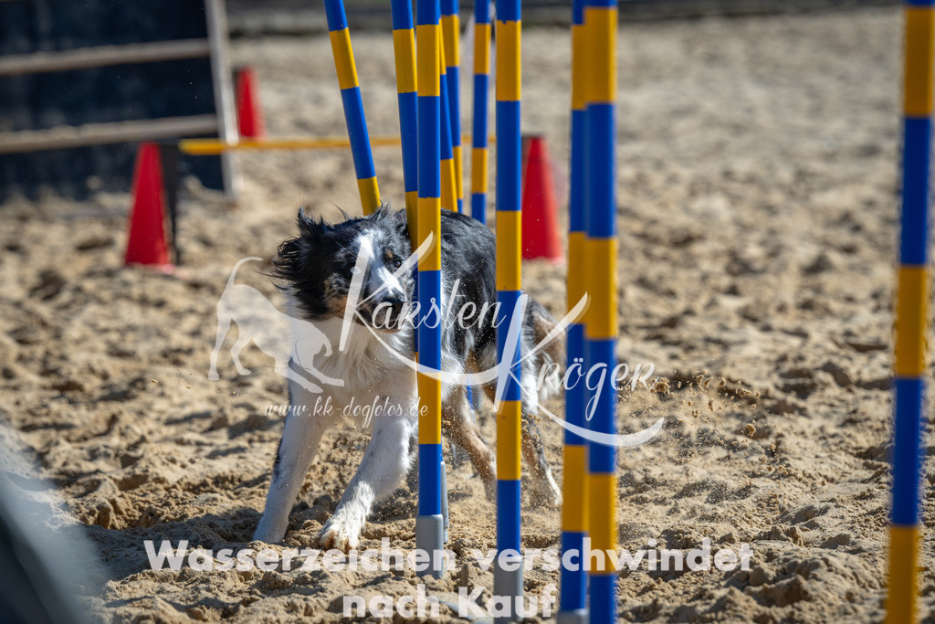 1259_ZZ93976-2 | kk-dogfotos