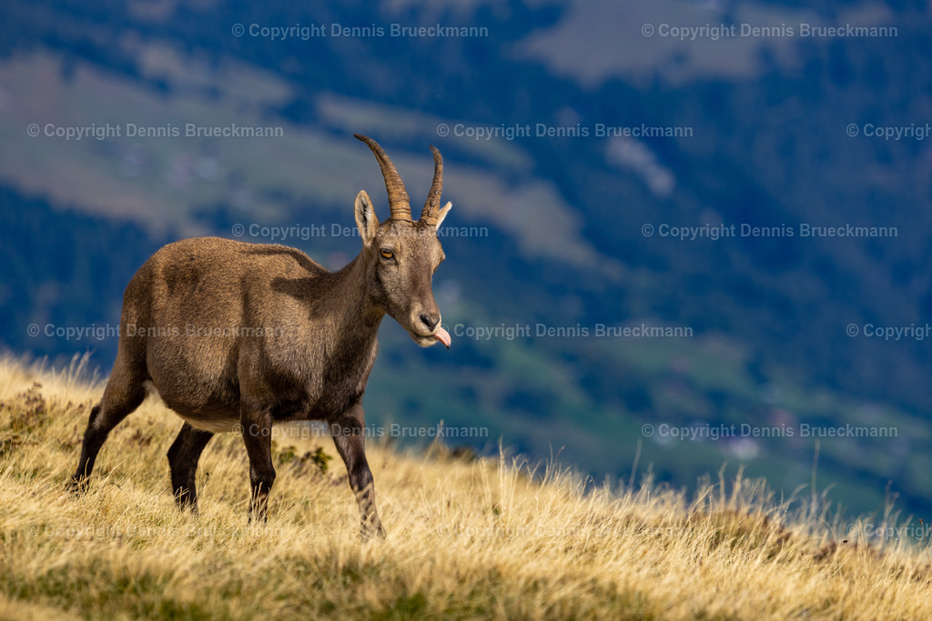 Steinbock | Dennis-Brueckmann-Fotografie - Realisiert mit Pictrs.com