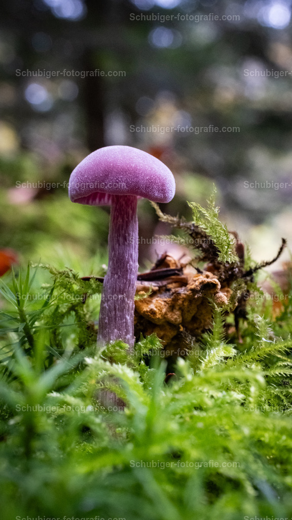 Violette Lacktrichterling | Der Violette oder Amethystblaue Lacktrichterling ist eine Pilzart aus der Familie der Heidetrüffelverwandten. Der auch unter dem Namen Violetter Bläuling oder kurz Bläuling bekannte Pilz ist wie alle Lacktrichterlinge essbar. Wikipedia - Realisiert mit Pictrs.com