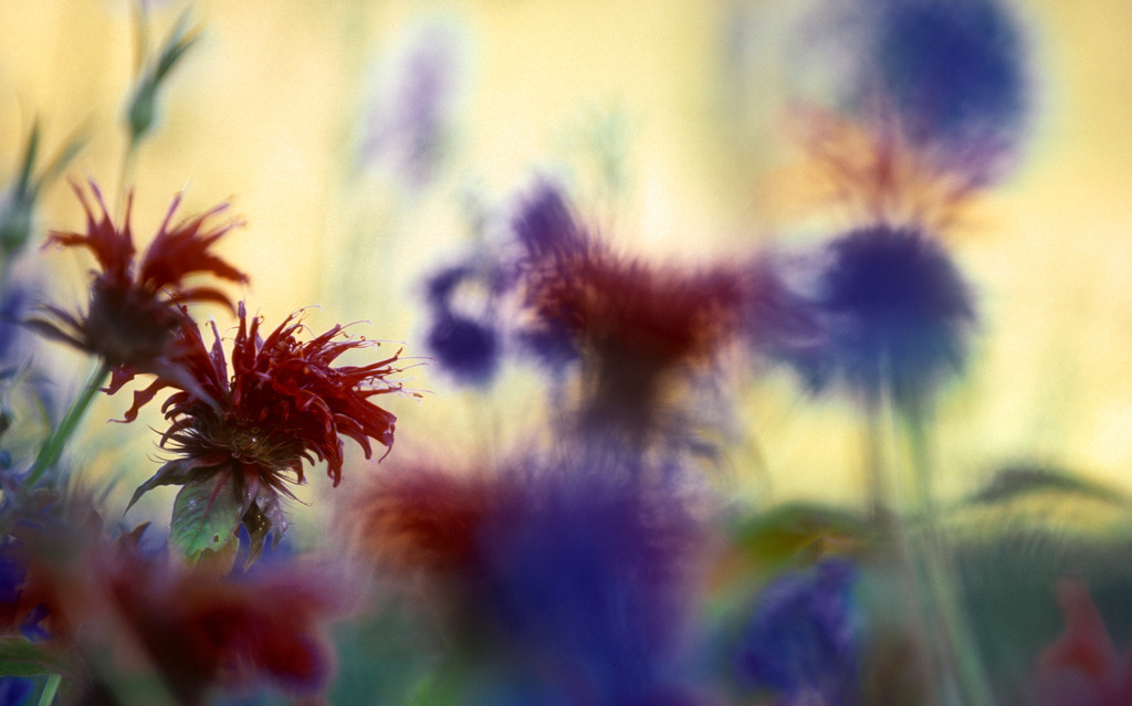 Wind im Blumengarten | Austria - July 03, 2010: Wind im Blumengarten. - Realisiert mit Pictrs.com