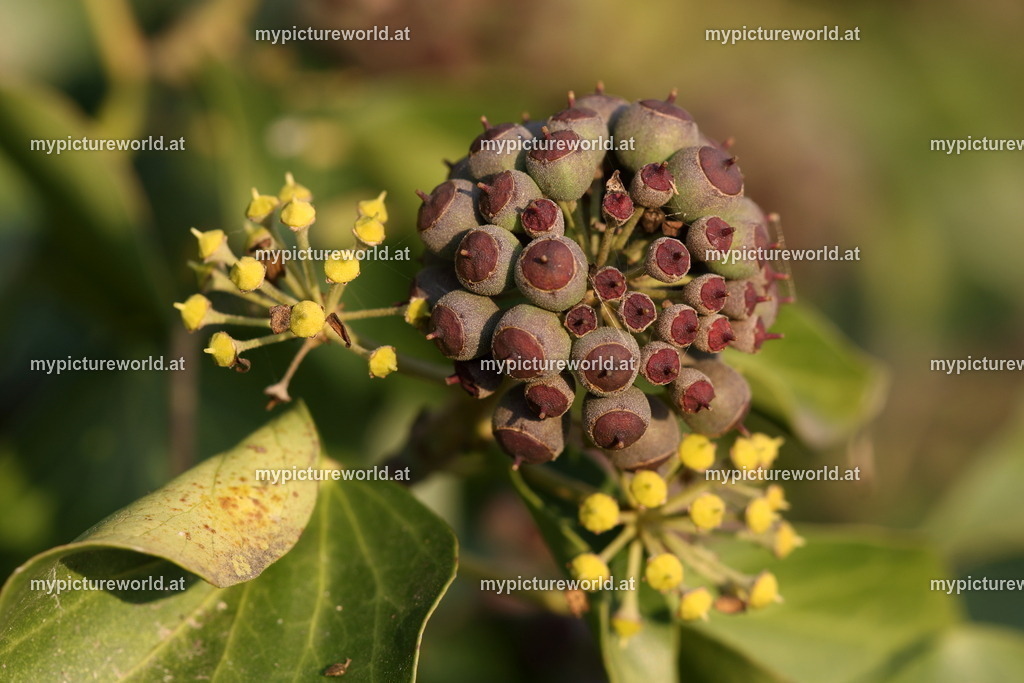 Gemeiner Efeu-005 | Das Bilderarchiv über Tiere, Planzen und Landschaften. In der Bilddatenbank finden Sie ein große Auswahl an hochwertigen Bilder für Ihre Werbung - Realisiert mit Pictrs.com