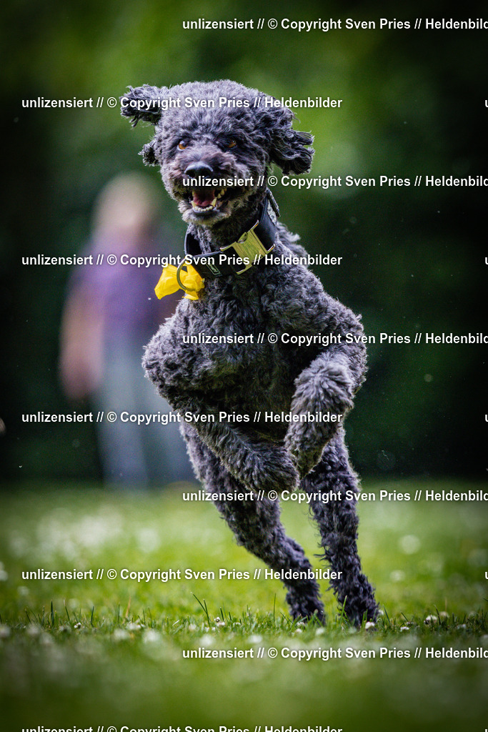 Sven Pries | 2025-05-29 - Pudelrennen KA-Durlach - Realisiert mit Pictrs.com