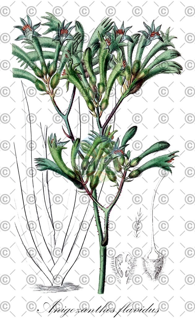 HistAbb_wfo-0000537171_1_ENZY_Simple | Historische Abbildung von Anigozanthos flavidus - Haemodoraceae | Historical Illustration of Anigozanthos flavidus - Haemodoraceae