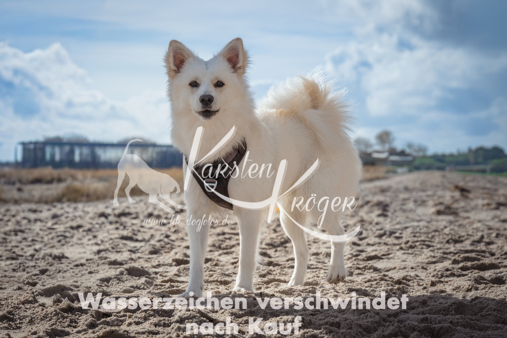 1312_ZZ90740 | kk-dogfotos