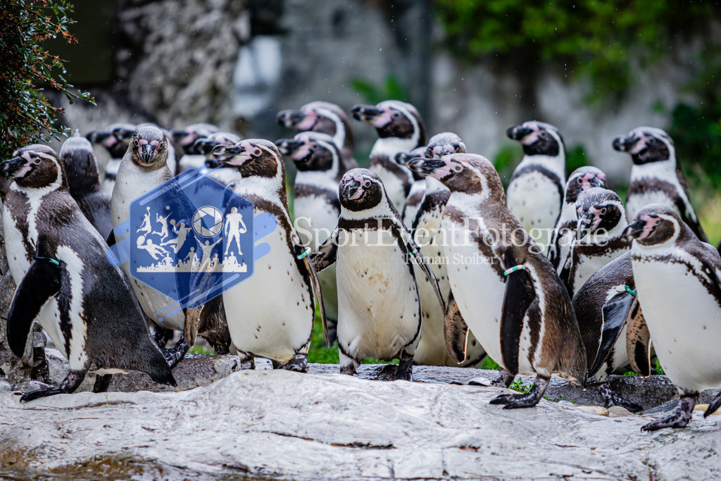 IMG_5587 | SportEventFotografie - Roman Stoiber