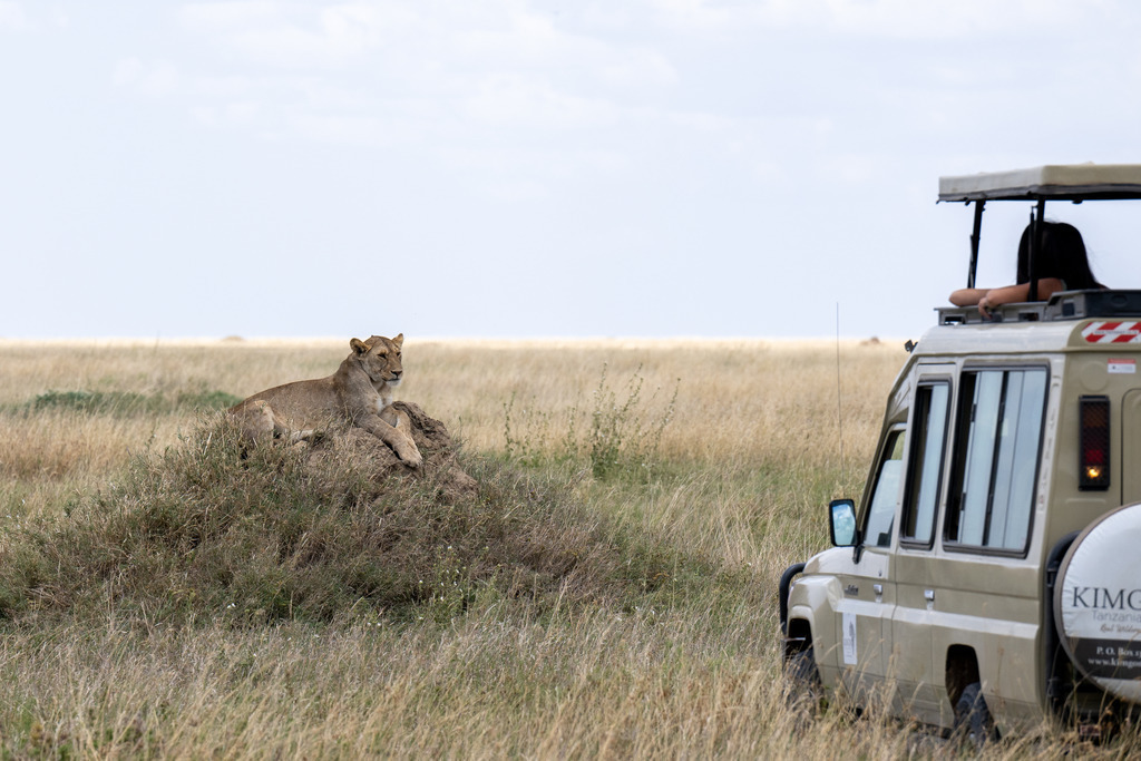 Serengeti Nationalpark - 29. September 2022 | Löwin im Serengeti Nationalpark.
Bild: Sportfotografie Markus Aeschimann | www.markus-aeschimann.ch - Realisiert mit Pictrs.com