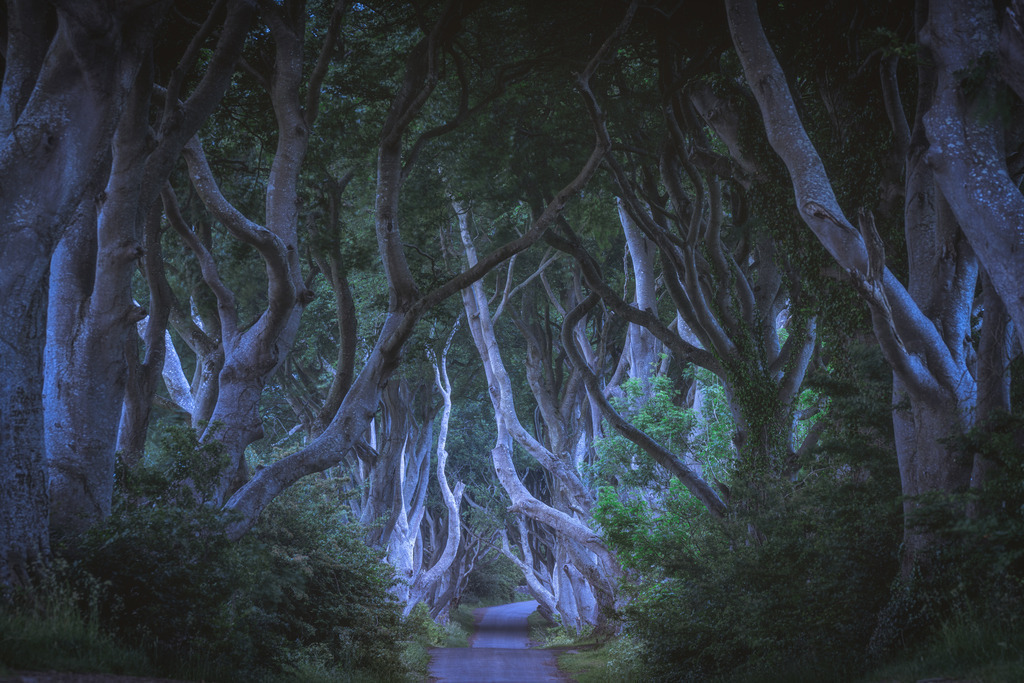 Dark Hedges_ Ireland | Wandbilder - Florian Läufer - Realisiert mit Pictrs.com