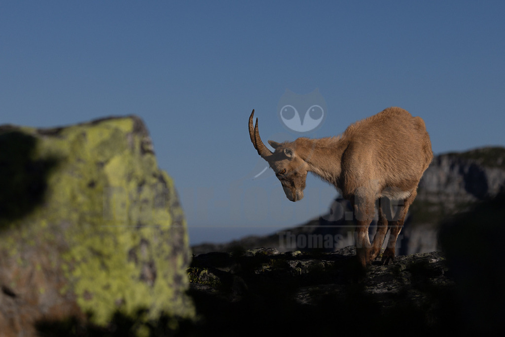 _5NF7673_20250710 | Ein Steinbock steht in einer felsigen Landschaft. Er scheint den Kopf zu senken, möglicherweise um Futter zu suchen oder seine Umgebung zu beobachten. Die Felsen sind mit Moos bewachsen, was einen interessanten Kontrast zu den trockenen Felsen im Hintergrund bildet. Der dunkle Himmel deutet auf eine Zeit kurz nach Sonnenaufgang oder kurz vor Sonnenuntergang hin. - Realisiert mit Pictrs.com