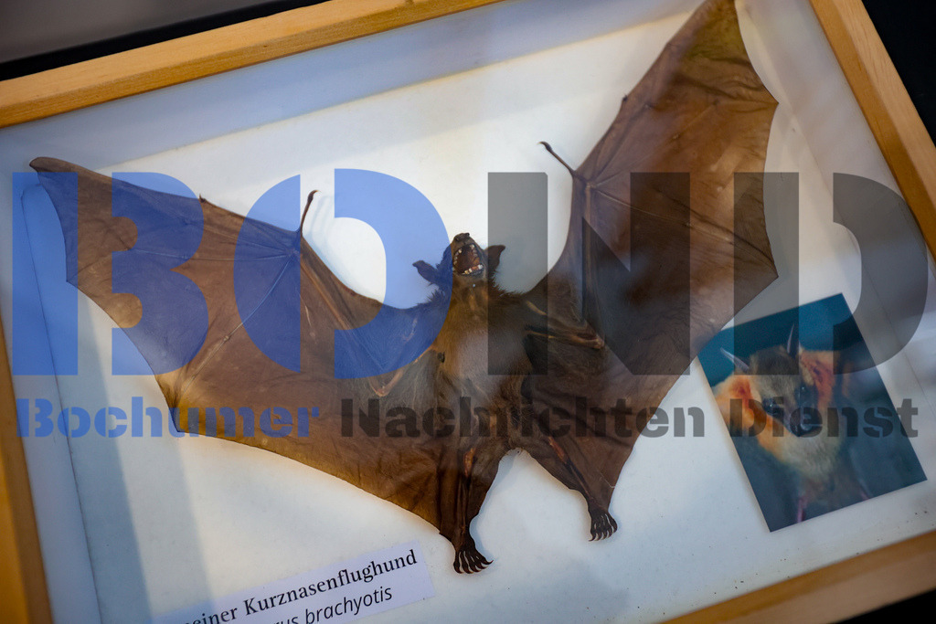 SES_INSBOC20250316-2 | bond - Realisiert mit Pictrs.com