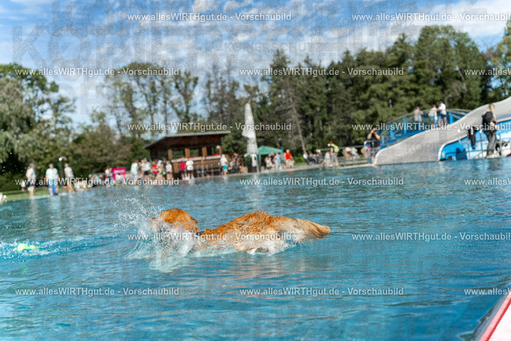 Hundeschwimmen_Volksbad_2026-allesWIRTHgut_Tierfotografie-2609061210-112006-7R500249 | Professionelle Tierfotografie in Mönchengladbach von Daniel Wirth (allesWIRTHgut). Liebevolle & natürliche Bilder von Hunden & Katzen für unvergessliche Erinnerungen.