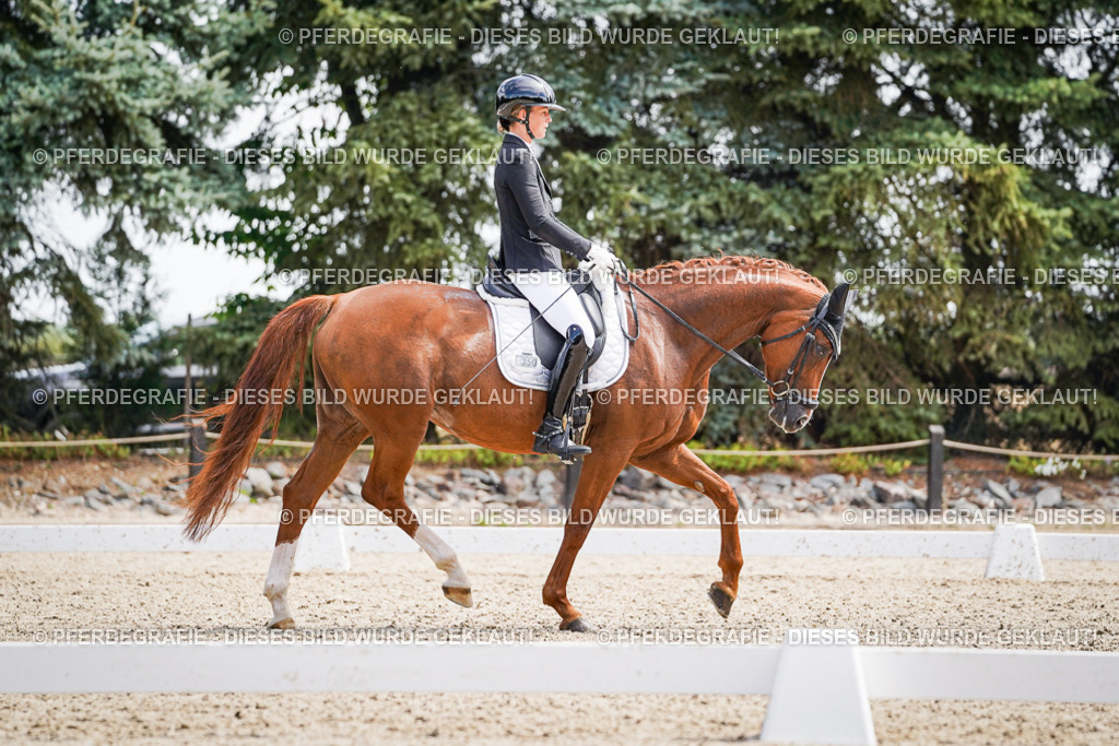 DSC00063 | Pferdegrafie