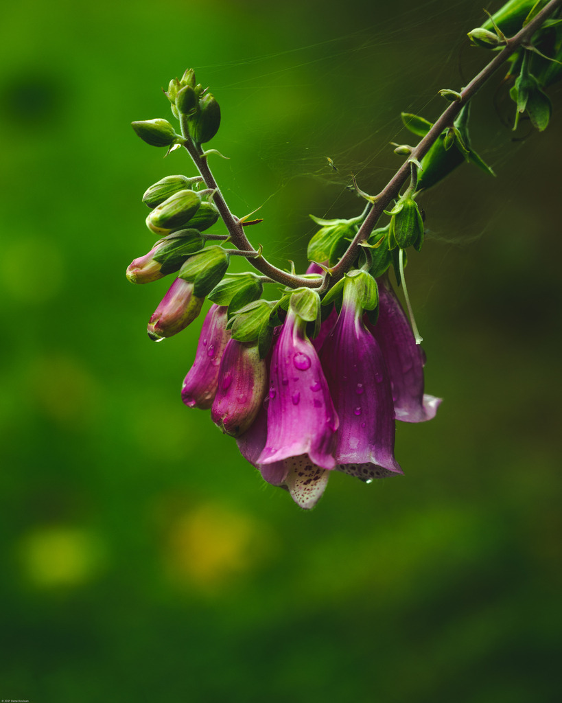 _DSC4648 | renerovisanfotoart.com