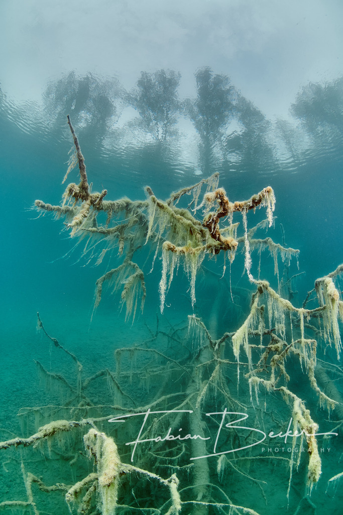 Naturkunst | Einzigartige Wandbilder von faszinierenden Unterwasserwelten. Exklusive Kunst für Empfangsbereiche, Wohnraum oder Wartezimmer. - Realisiert mit Pictrs.com