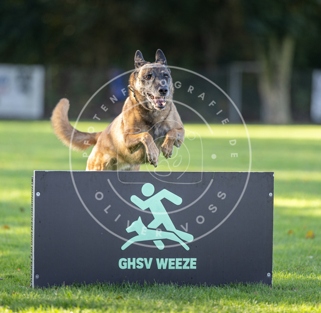 Pfotenfotografie.de_DV3A3607 | Hundefotografie, Tierfotograf, Pfotenfotografie, Fotoshooting Hund, Hunde Portrait, Hundesport, Hundeportraits, Heideshooting, Hunde, Sportfotograf, Hundefotograf, Turnierhundsport, THS, canicross - Realisiert mit Pictrs.com
