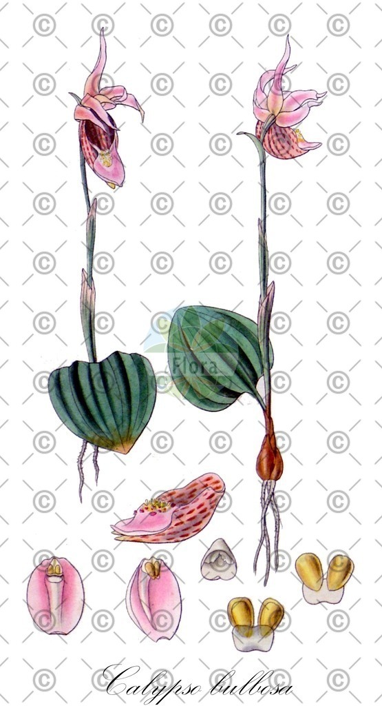 HistAbb_wfo-0000023045_1_ENZY_Simple | Historische Abbildung von Calypso bulbosa - Orchidaceae (Norne) | Historical Illustration of Calypso bulbosa - Orchidaceae