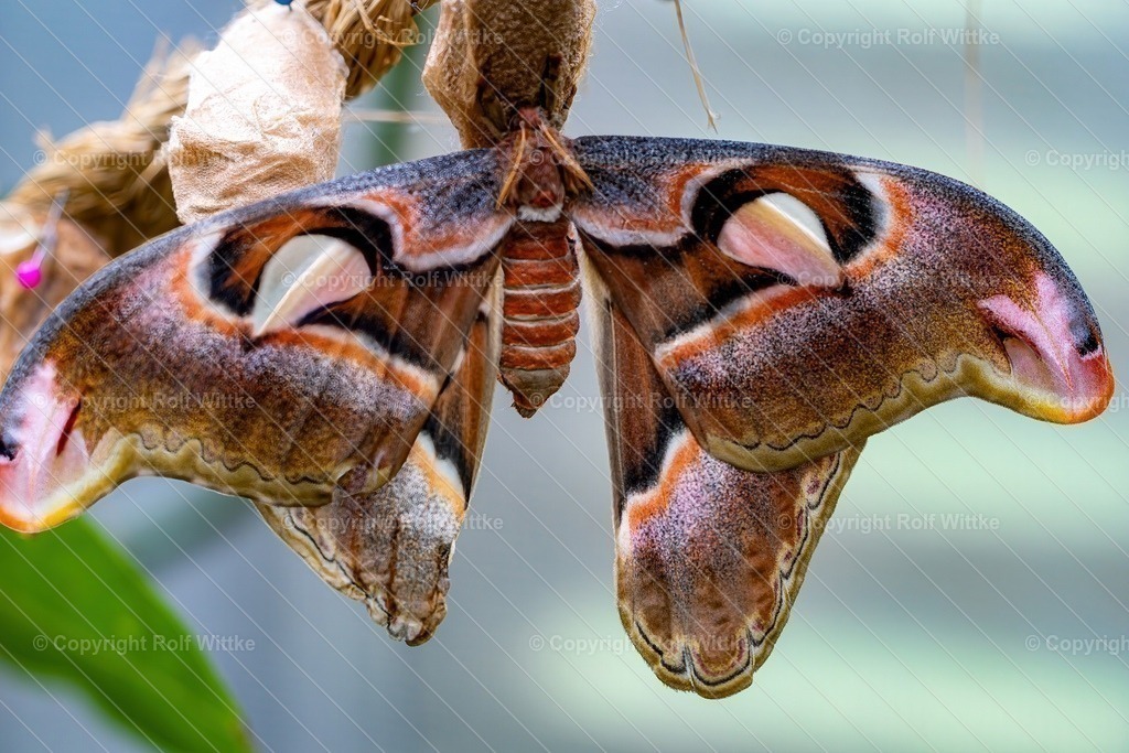 Falter2.8 | Rolf Wittke  - Realisiert mit Pictrs.com