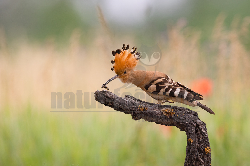 R5NF1968_20240530 | Der Bildershop von www.natur-focus.de bietet ihnen den einfachen Kauf von Bildmaterial per Download aus allen Bereichen der Natur. In den Galerien finden sie Landschaftsfotos, Tierbilder und natürlich auf Pflanzenfotos. - Realisiert mit Pictrs.com