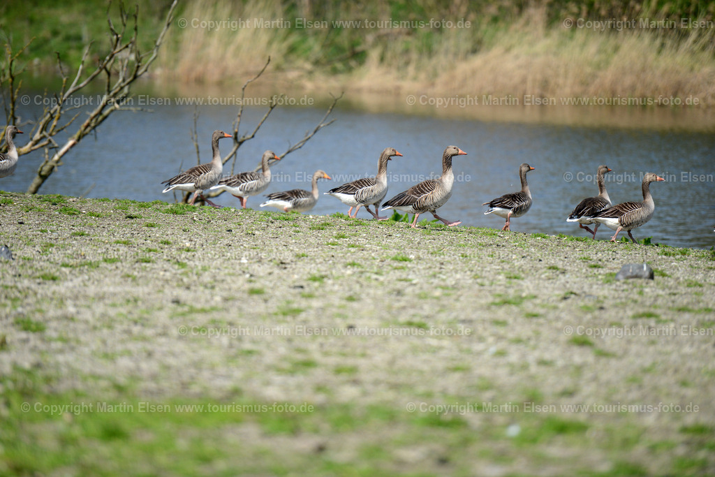 Vogelkieker Gänse_ELS_9680 | Freiburg an der Elbe - Aufnahmedatum: 24.04.2015, Aufnahmehöhe:  m, Koordinaten:  - , Bildgröße: 7360 x  4912 Pixel - Copyright 2015 by Martin Elsen, Kontakt: Tel.: +49 157 74581206, E-Mail: info@schoenes-foto.deSchlagwörter:Vogelkieker,Bus,Kinder,Vogel,Vögel,Gänse,Nonnengänse,Wildgänse,Zugvögel,Außendeich,KVG,Natur,Wildganstage, Foto - Realisiert mit Pictrs.com