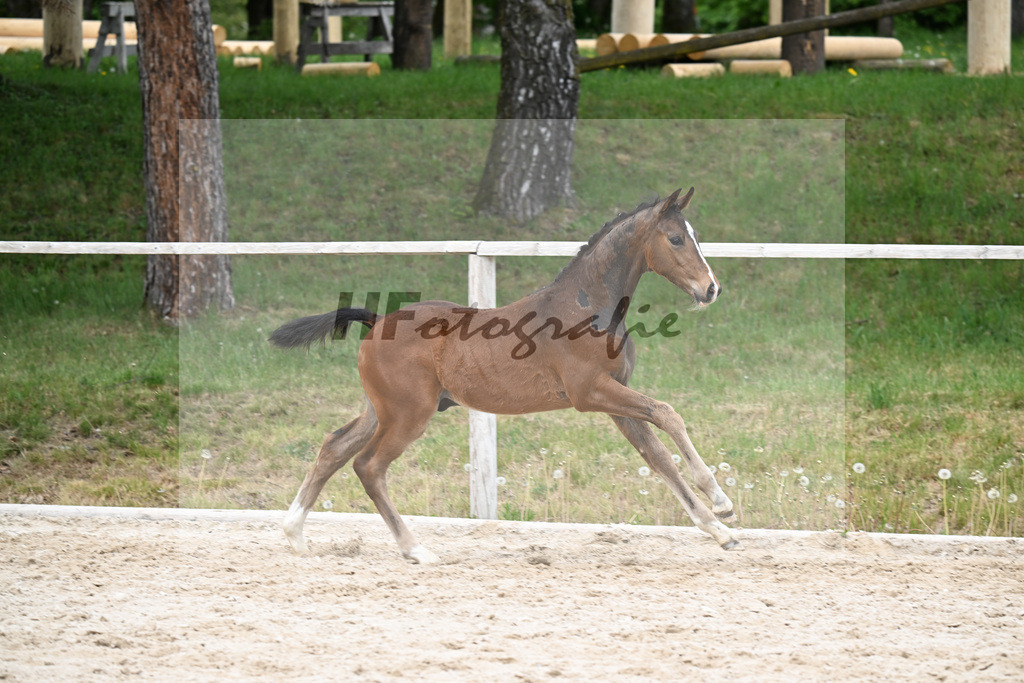 Kat-Nr. 33 HF Sebastino PS x Apache_Blessing_24260743 | hf-fotografie - Realisiert mit Pictrs.com