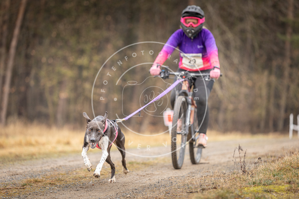 DV3A3288 | Hundefotografie, Tierfotograf, Pfotenfotografie, Fotoshooting Hund, Hunde Portrait, Hundesport, Hundeportraits, Heideshooting, Hunde, Sportfotograf, Hundefotograf, Turnierhundsport, THS,  - Realisiert mit Pictrs.com