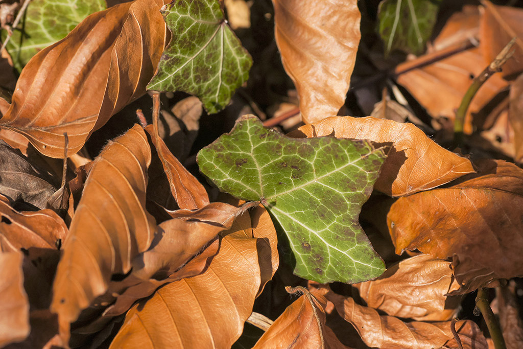 Dürre Blätter mit Efeu | im Herbst. - Realisiert mit Pictrs.com