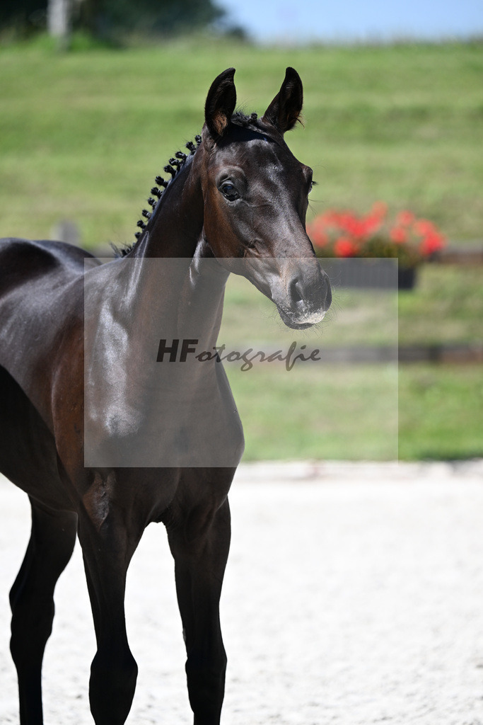 Kat-Nr. 17 Decurio x Belissimo M_SF_Kaestele_24250450 | hf-fotografie - Realisiert mit Pictrs.com