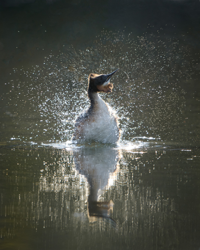 Haubentaucher | Im Frühjahr während der Balzzeit kann man diese Tiere dabei beobachten, wie sie auf dem Wasser einen regelrechten Tanz in mehreren Schritten aufführen. Dabei plustern sie sich auf und schlagen ihren Kopf gegen die Wasseroberfläche. 