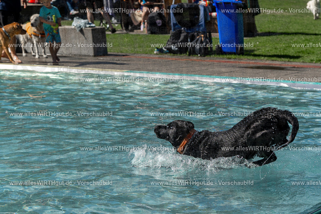 Hundeschwimmen_Volksbad_2026-allesWIRTHgut_Tierfotografie-2609061323-FAY06709 | Professionelle Tierfotografie in Mönchengladbach von Daniel Wirth (allesWIRTHgut). Liebevolle & natürliche Bilder von Hunden & Katzen für unvergessliche Erinnerungen.