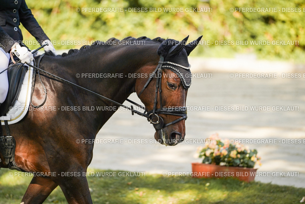 DSC06953 | Pferdegrafie